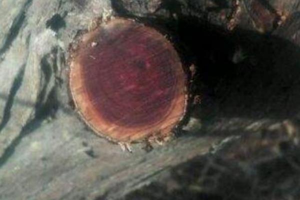 酸枣木密度一般多少,酸枣木最粗的直径有多少