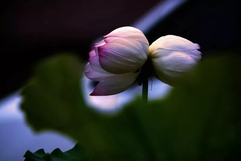 常德，那些惊艳夏日的荷花