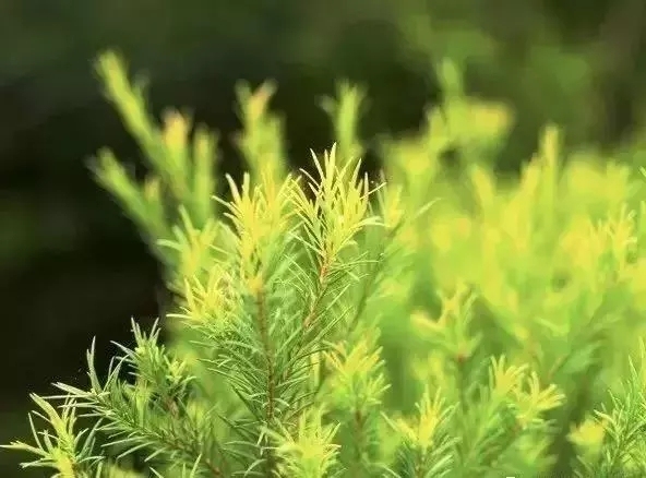 精油的有效期限是多久,精油一般开了保质期是多久