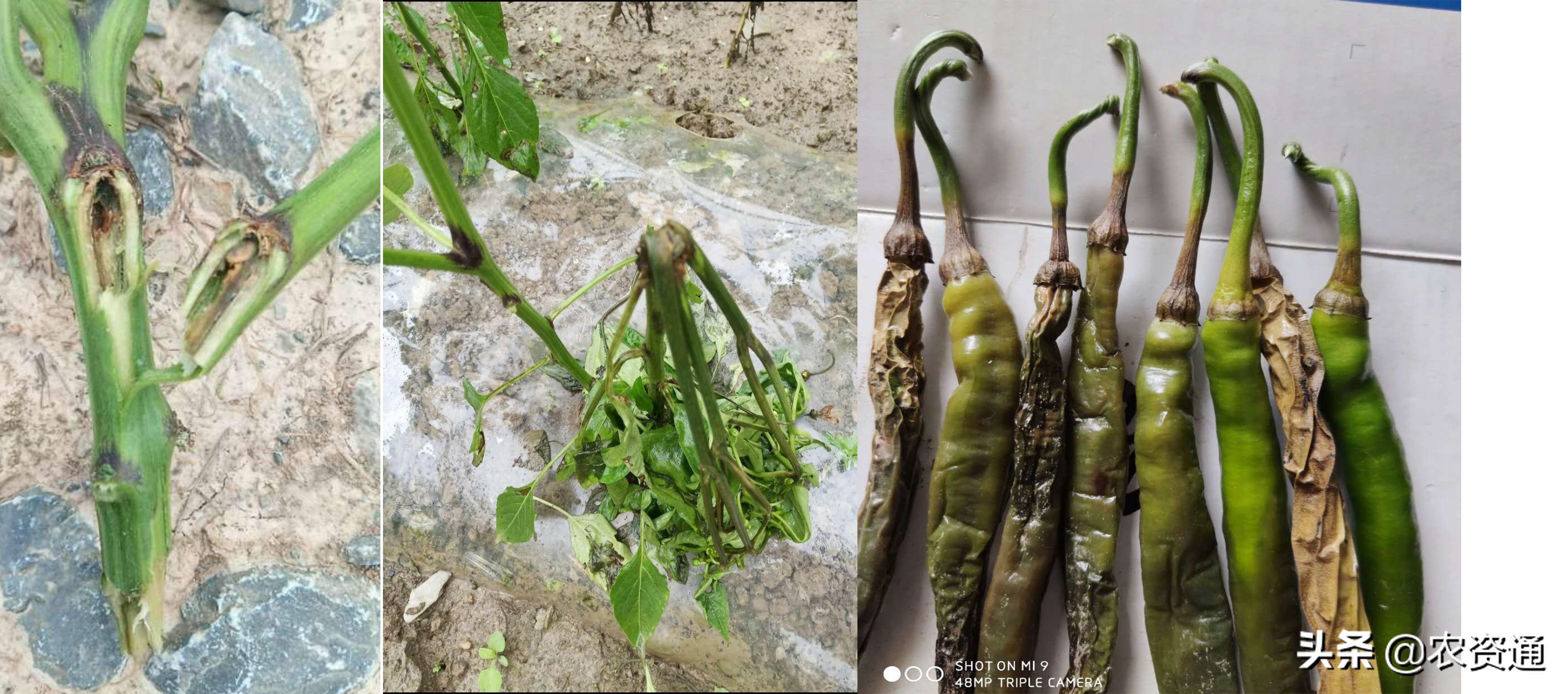 辣椒炭疽病高发，果实干缩、落叶，减产绝收，如何防治效果好