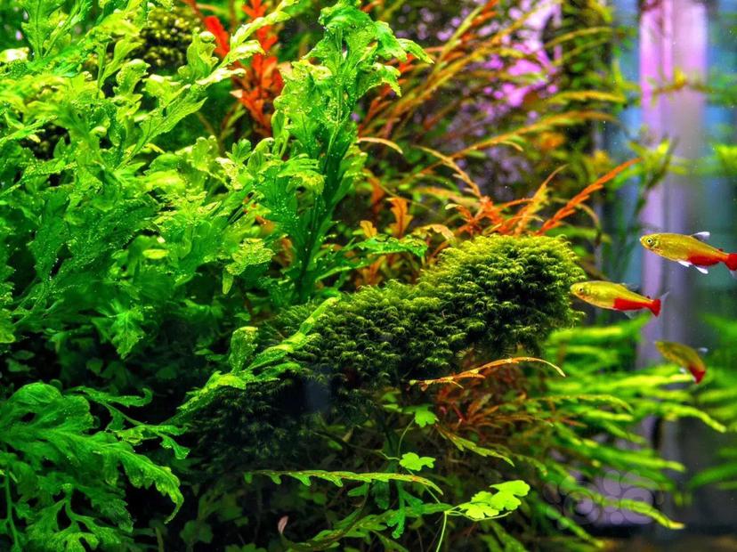 40缸草缸开缸教程新手入门,新手草缸需要装过滤系统吗