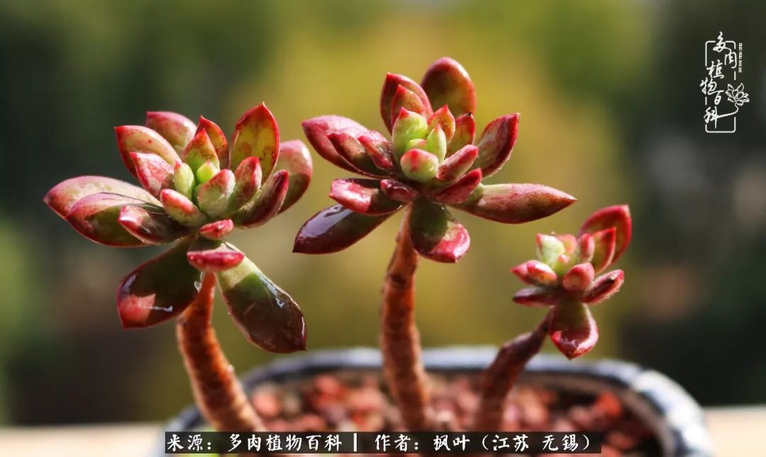 多肉与生命感悟,多肉时光