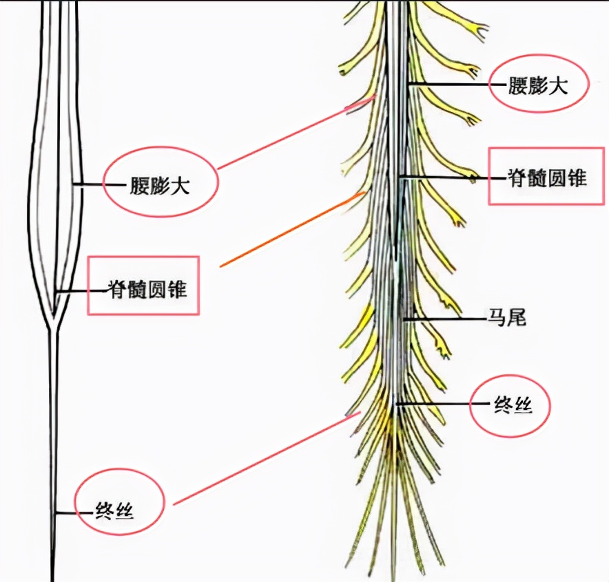 马尾神经是什么引起的,马尾神经是什么神经可以恢复吗