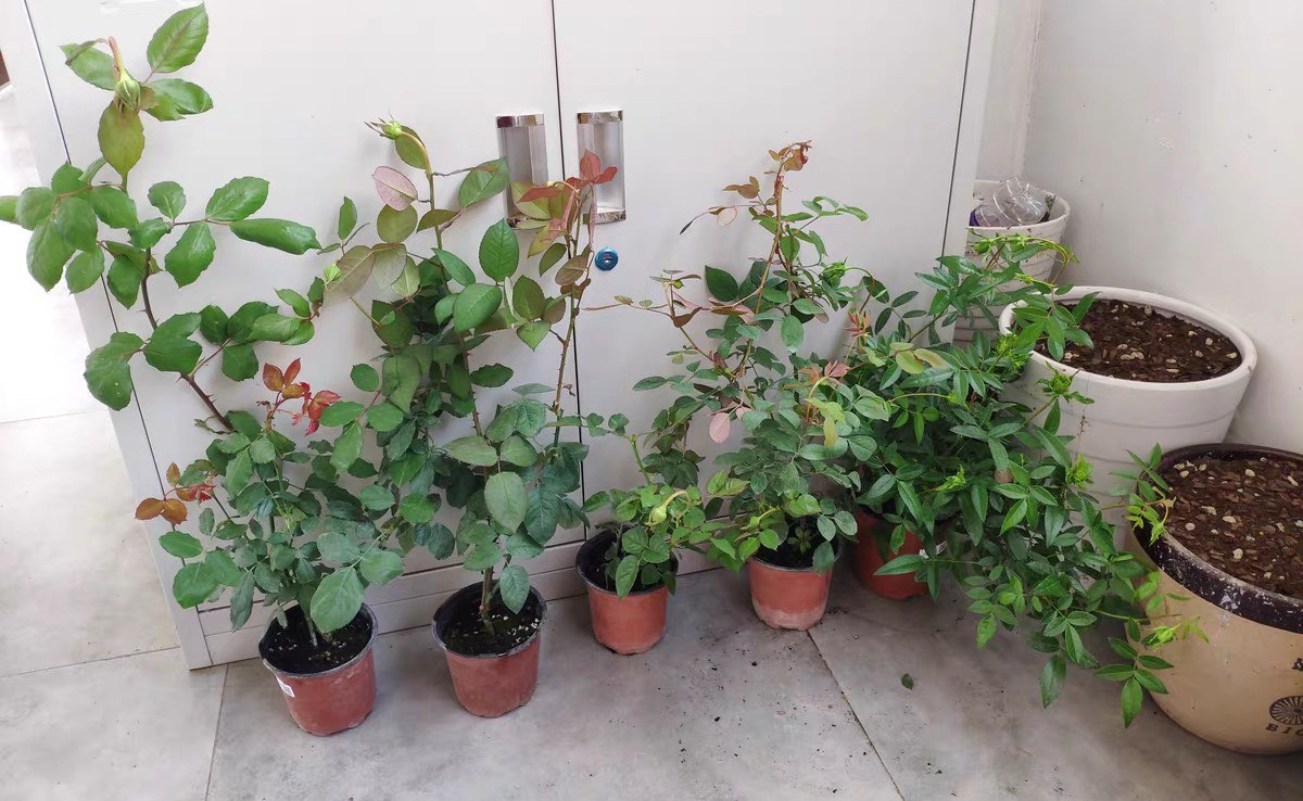 花盆里有白色小虫子还不怕水,花盆里有小虫子