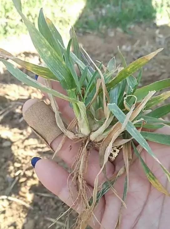 小麦缺肥发黄怎么办,小麦根发黄是什么病