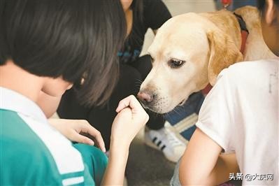 狗狗持证上岗当医生,狗狗医生怎样出勤