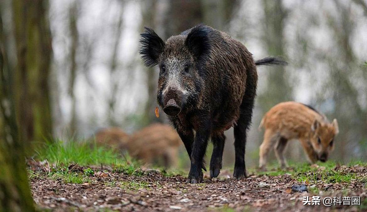 目前国内野猪泛滥的情况怎么样了,野猪泛滥成灾真的有必要保护吗