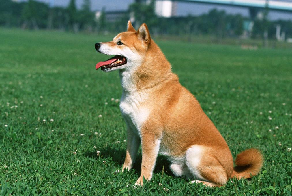 日本有斯塔福犬吗,日本有巴哥犬吗