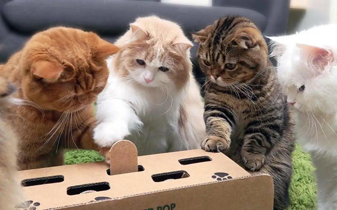 猫咪喜欢半夜睡在你身上的原因,猫咪喜欢半夜叫门