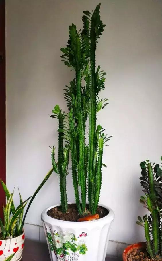 别人扔了的龙骨花捡回来好不好,别人丢掉的发财树能捡回来种吗