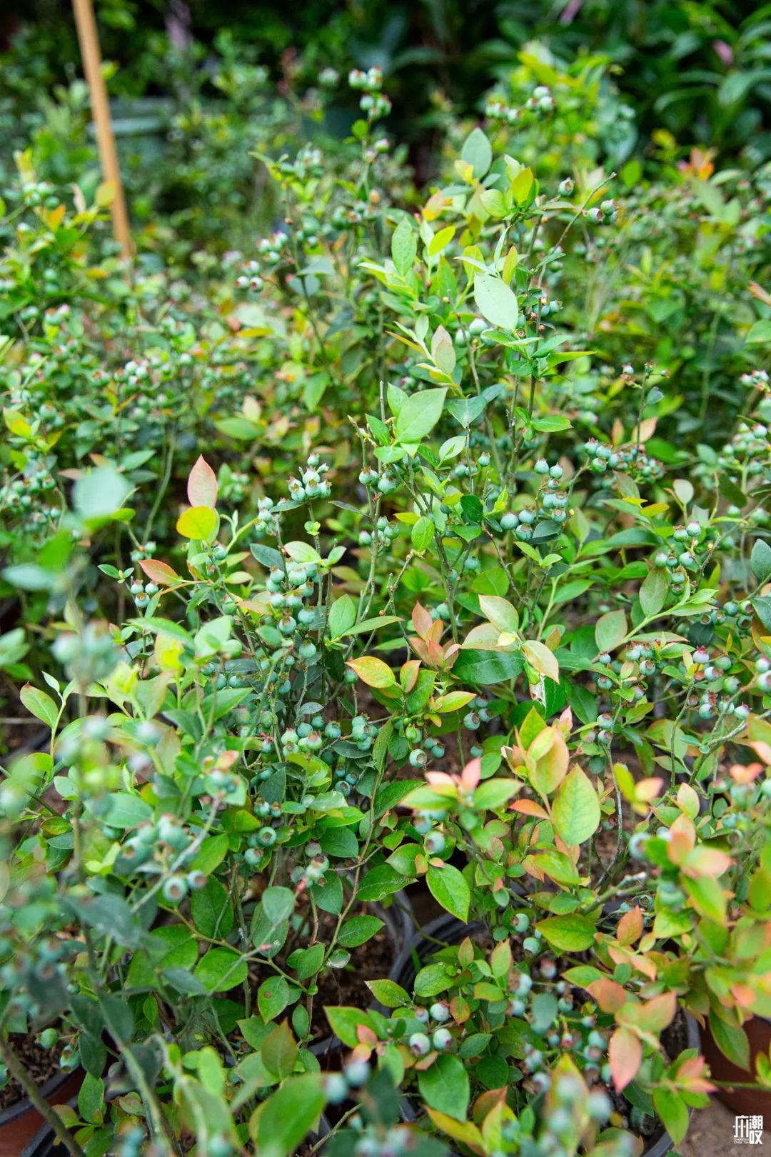 广州最便宜的花卉市场1块钱,广州岭南花卉市场买花攻略