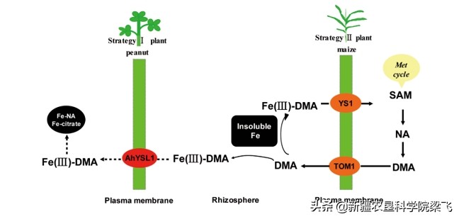 铜锌硼微量元素配比,硼锌钼铜铁锰正确使用方法