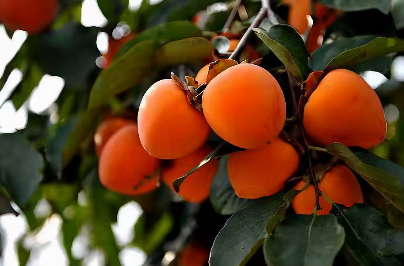 品味秋韵话金秋作者：姚林宝