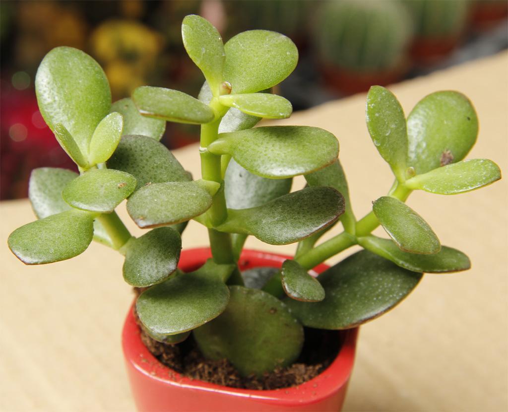 家有花卉盆景,家有绿植盆景