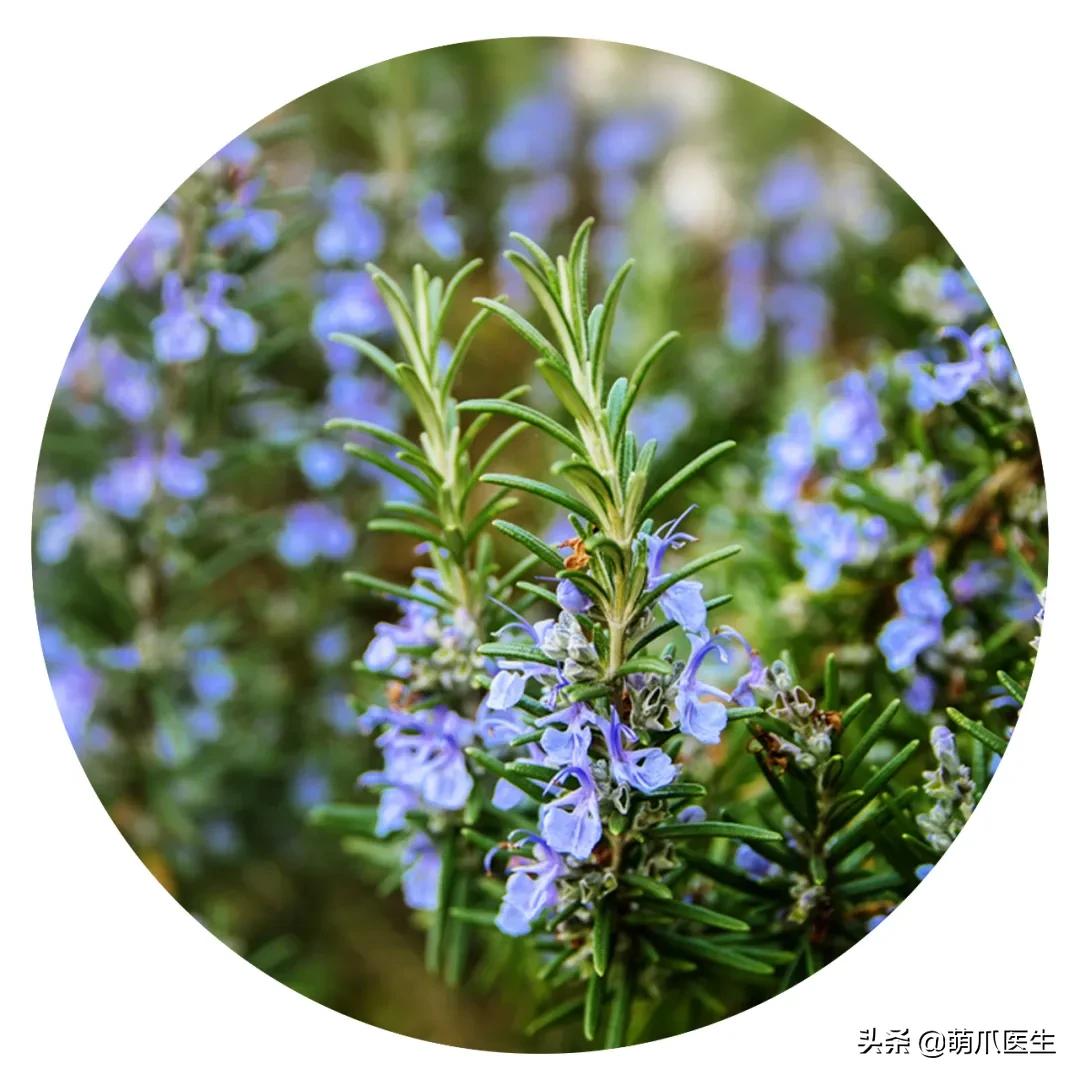 养猫能养啥花草,养了猫还可以养兔子吗