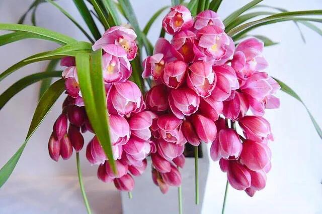 大将军兰花与香妃兰花哪个更好,兰花大将军属于什么品种几月开花