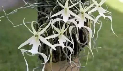 世界上十大鲜花排名图片,世界十大漂亮名贵花卉