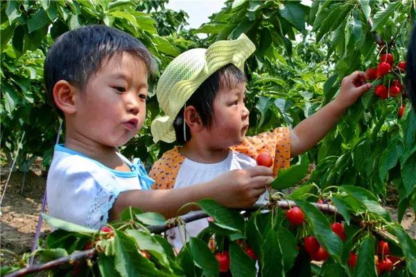 东北五里屯特产排行榜前十名,龙湾特产必买清单