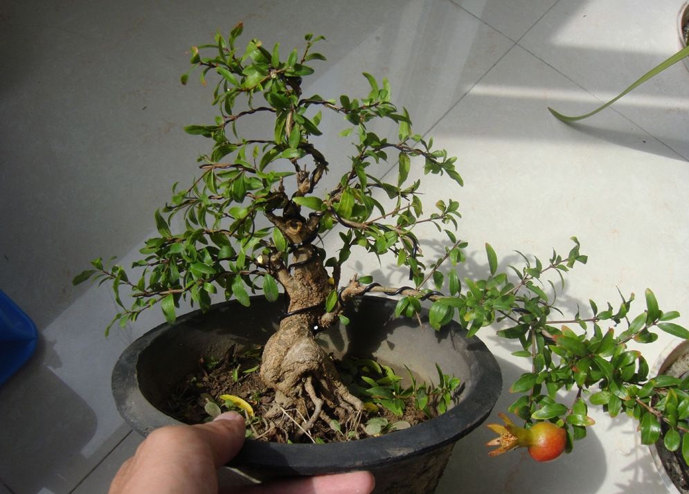 用什么才能抑制植物徒长,怎么防止植物徒长