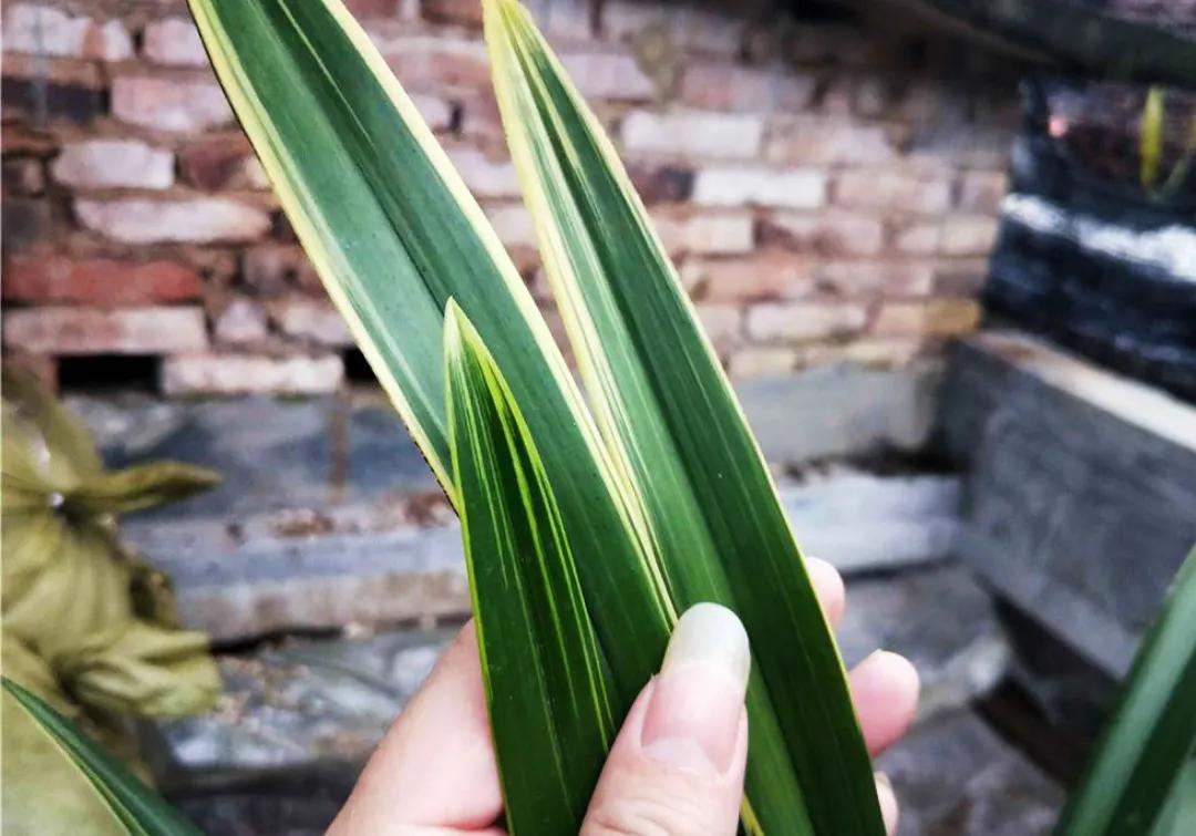 十大值得养的兰花有哪些,适合家庭养的兰花品种大全图