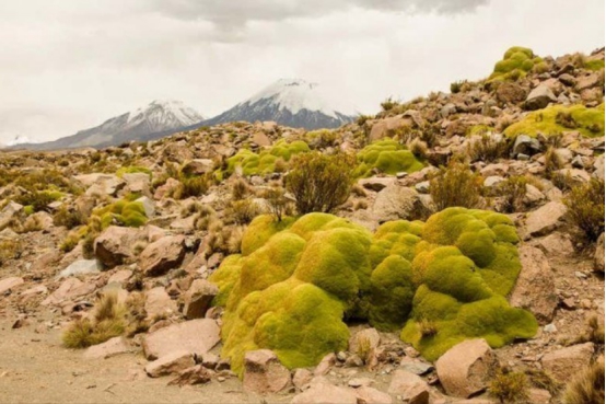 南极冰川的现状最新,科学家发现珠穆朗玛峰变绿了