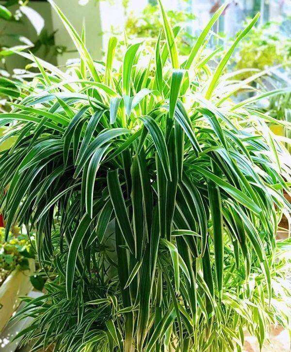 为什么吊兰开一次花就不开了,为什么吊兰一浇水就烂