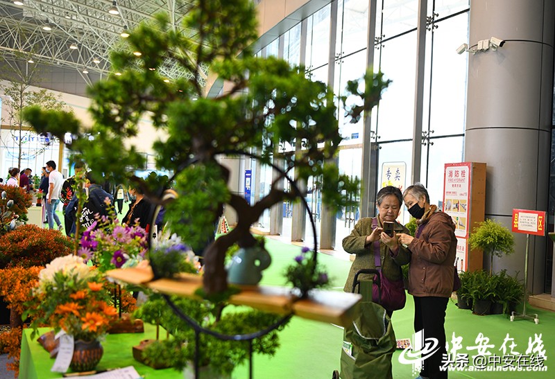 2020年中国合肥苗木交易会,2012中国合肥苗交会