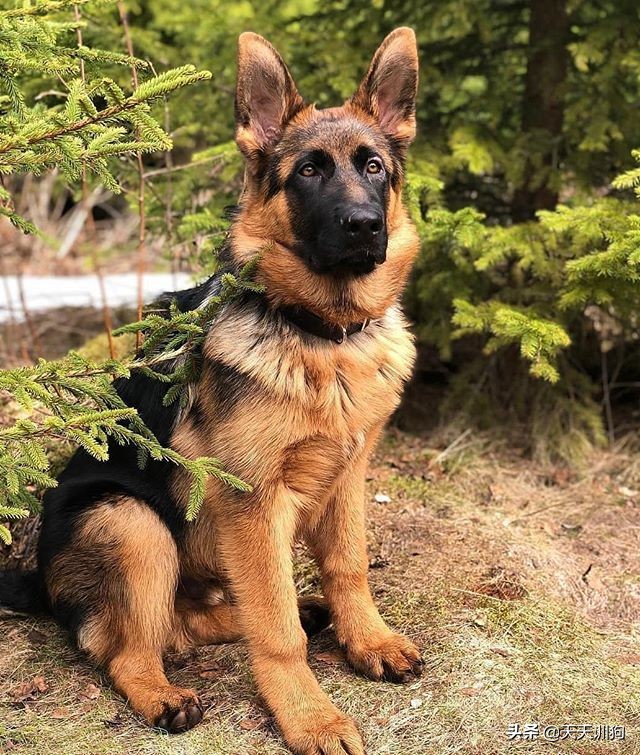 鐙楀瓙鎶吙鎾掑翱,鐙楀瓙鎾掑翱鎶吙