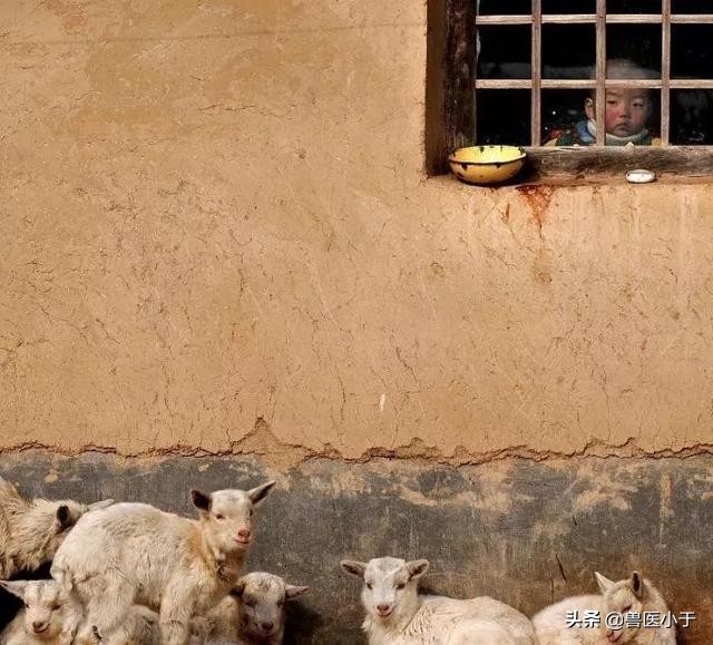 羊呼吸道特效药,羊呼吸道有炎症怎么治