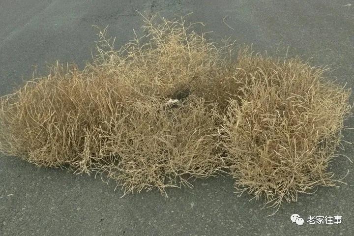 老家的印象和往事 (老家的印象介绍)