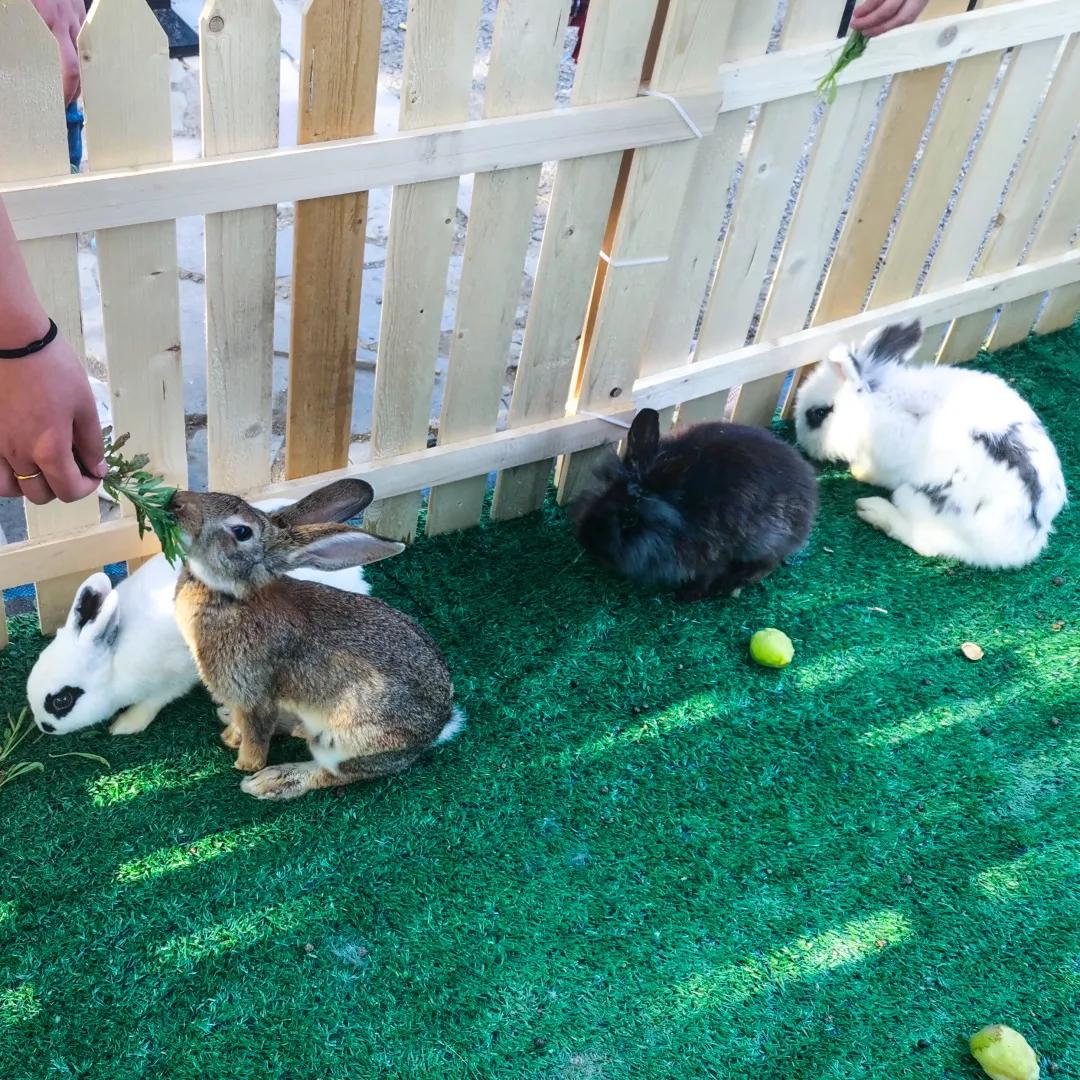 亲子游玩好去处欢乐果亲子农场,快乐六一亲子游农场游玩攻略来袭