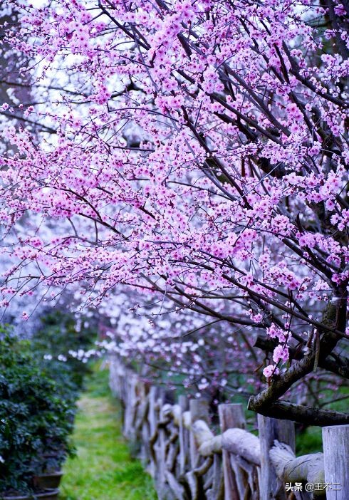 远赴人间盛宴谈笑风生不动情,远赴人间惊鸿宴谈笑风生不动情