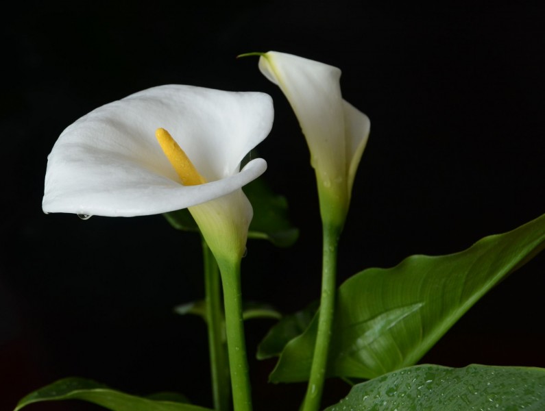 马蹄莲开花清新素雅，掌握五个养护技巧，轻松帮您养好马蹄莲
