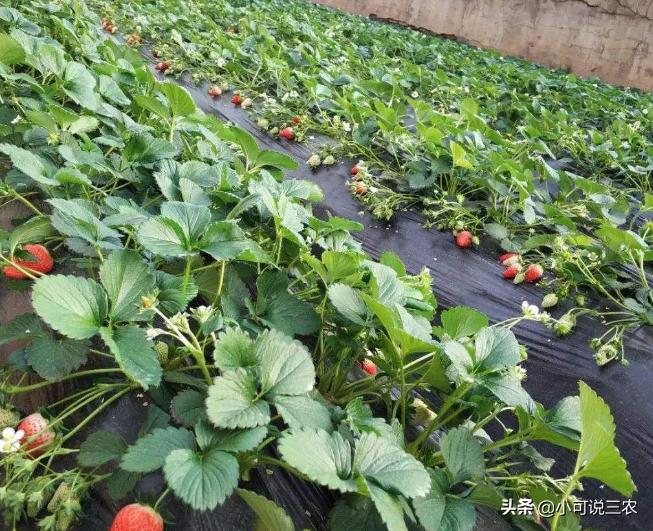 草莓种植裂口,种植草莓为何会出现烂草莓