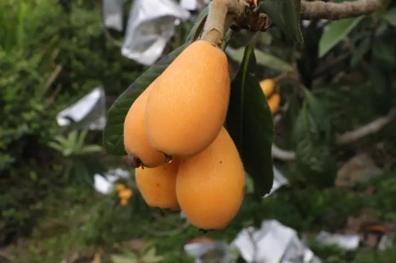 城厢区常太镇首届“壶兰耕读·云上枇杷文化节”暨第22届枇杷节来啦！快来“嗨枇”吧~