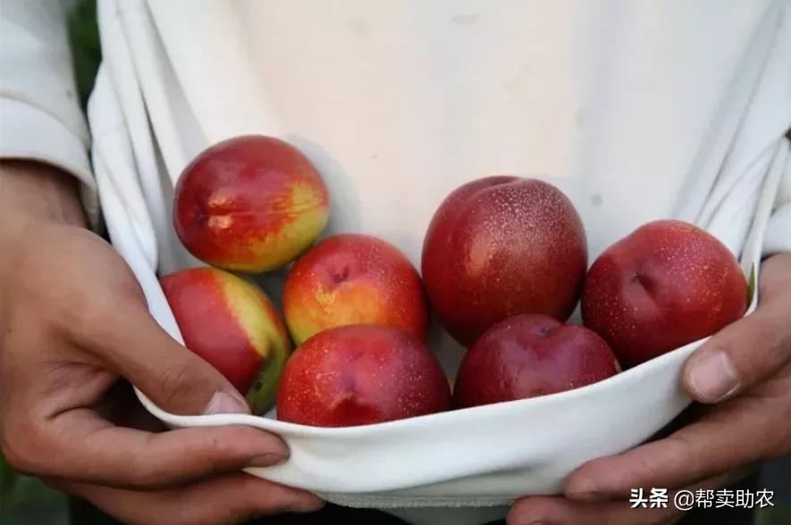 油桃脆甜多汁爽口,一口下去黄桃果肉绵密清爽冰沙