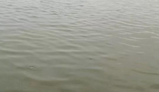 消毒水对观赏鱼有什么影响,海鲈换季游水