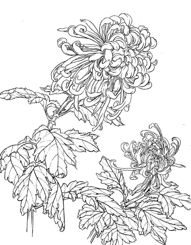 如何画菊花小写意步骤,菊花各种姿态写意画法