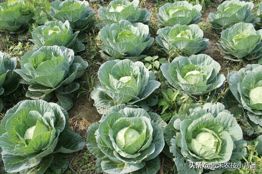 菜上的小青虫怎么治,菜青虫主要危害什么蔬菜