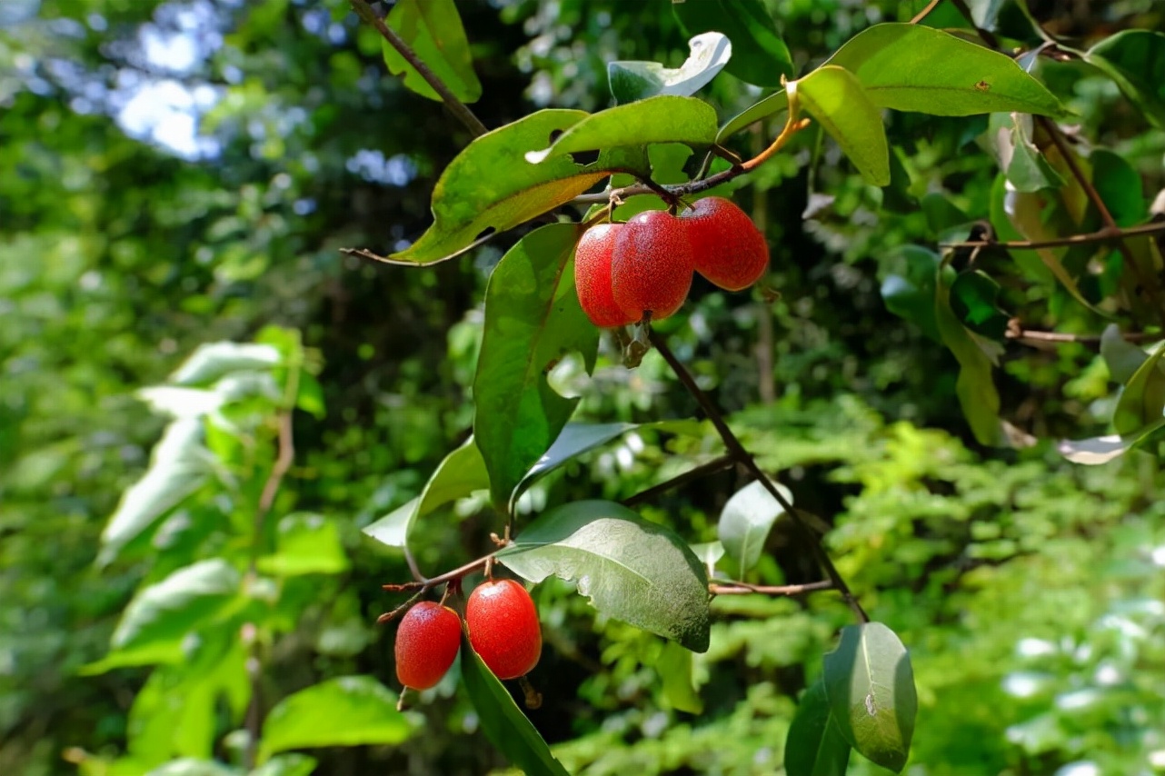 矮桩羊奶果结果盆景图片,精品羊奶果老桩盆景