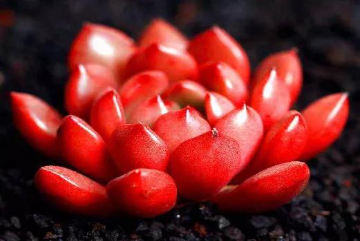 海淘多肉是合法吗,海淘多肉有什么危险