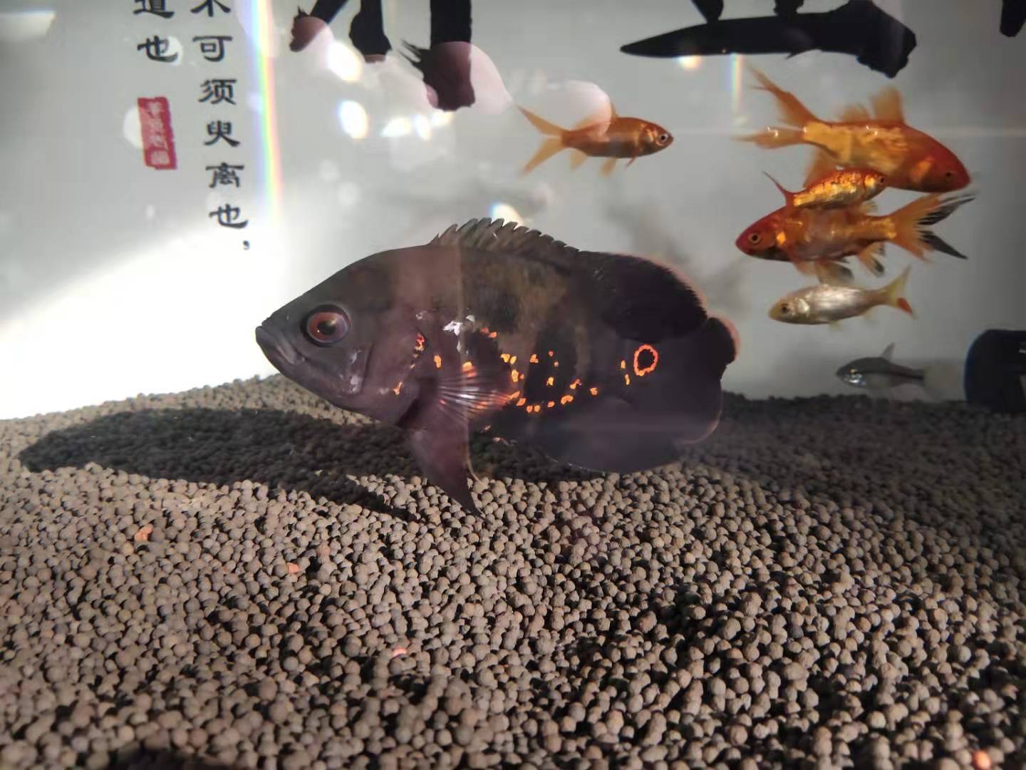 地图鱼总是打架身体伤了怎么办,地图鱼有外伤不好咋办