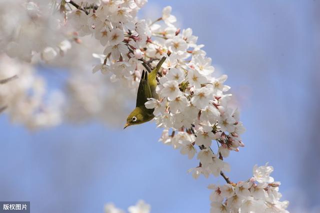 唐诗联句100篇,唐诗三百首优秀句段摘抄加赏析