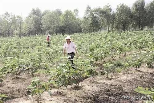 中医药专家讲解无花果功效和作用,无花果的秘密