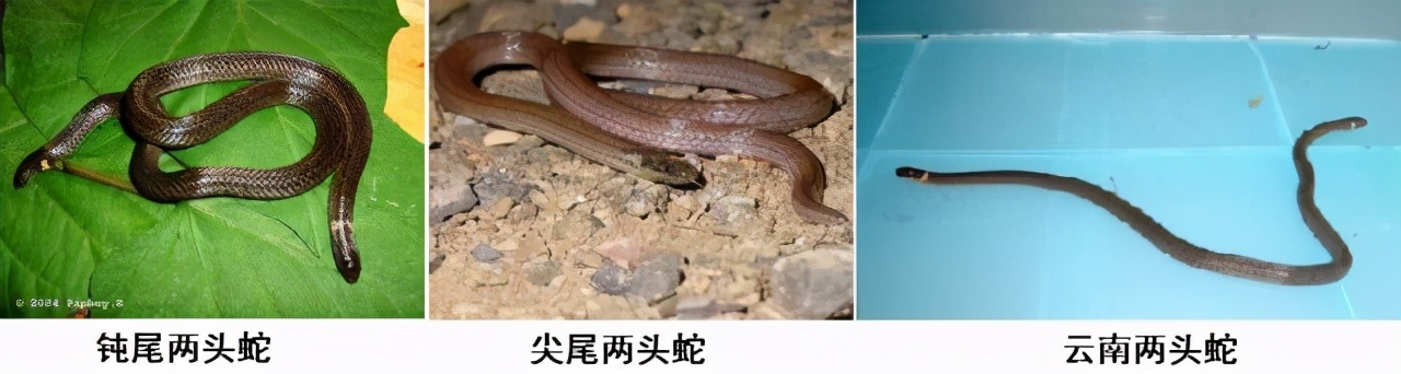 美国居民轻松捕获双头蛇，原因有些搞笑，两个头在争夺身体控制权