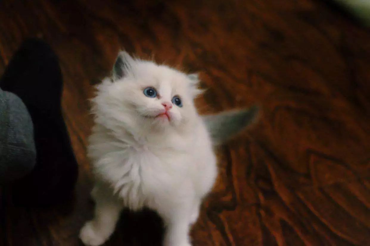 流浪猫妥善处理,滞销猫