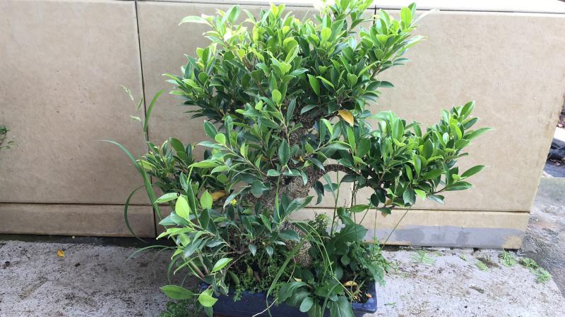 苹果盆景修剪技巧图解,新手也能学会的修剪盆景技巧