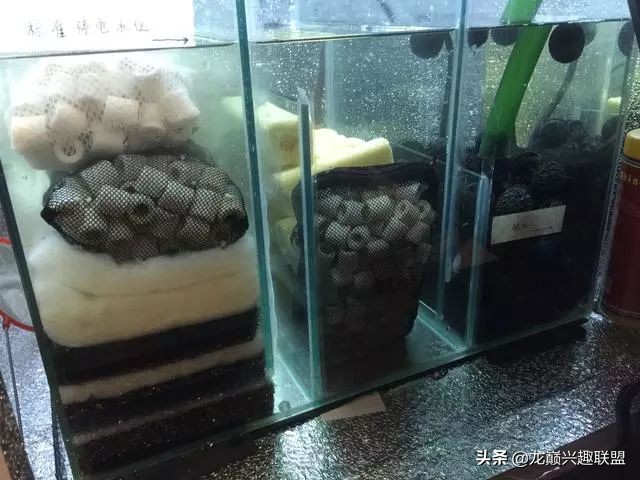 垃圾桶旁边的四方鱼缸，捡回去养了一缸金鱼，别说还挺不错