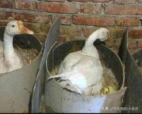 小鹅如何养殖成活率高,怎样用自家的鹅孵化小鹅苗最好