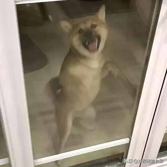 其实养猫后生活发生很多改变,养猫后不但没洁癖反而让它跑酷